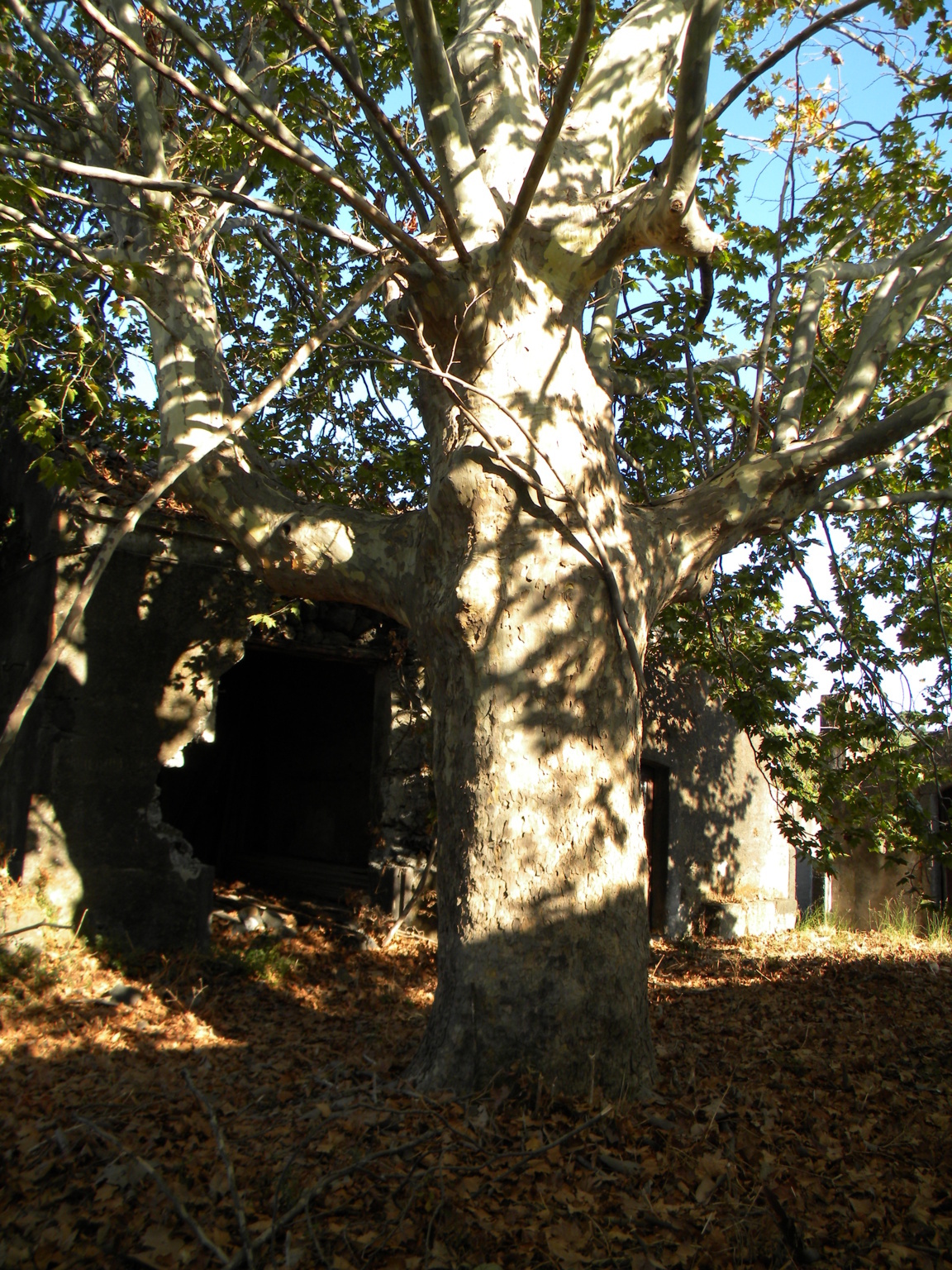 DSCN8035 .JPG